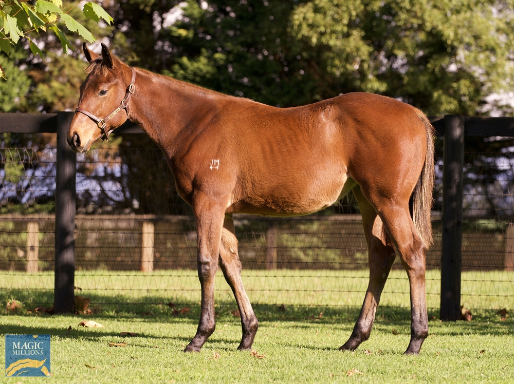2022 Gold Coast National Weanling Sale Lot 305 Extreme Choice (AUS